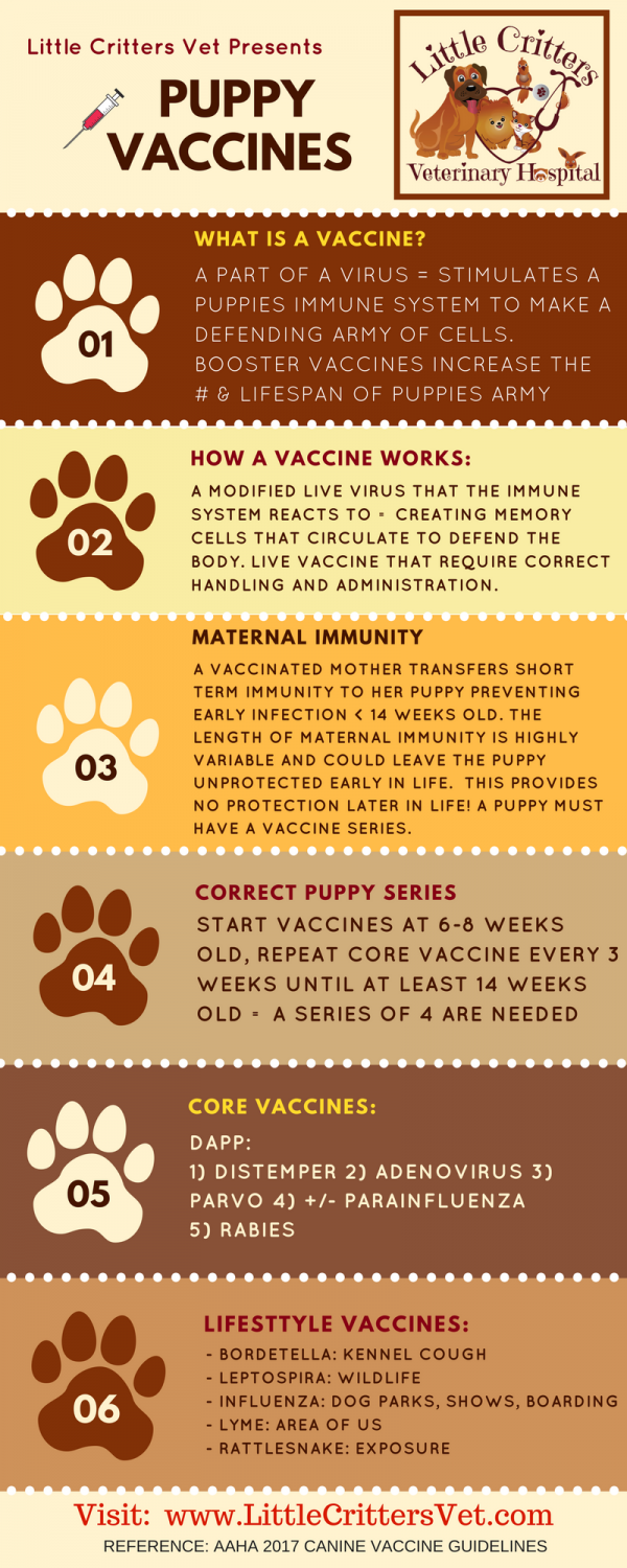 8 Week Old Puppy Schedule - Goldenacresdogs.com